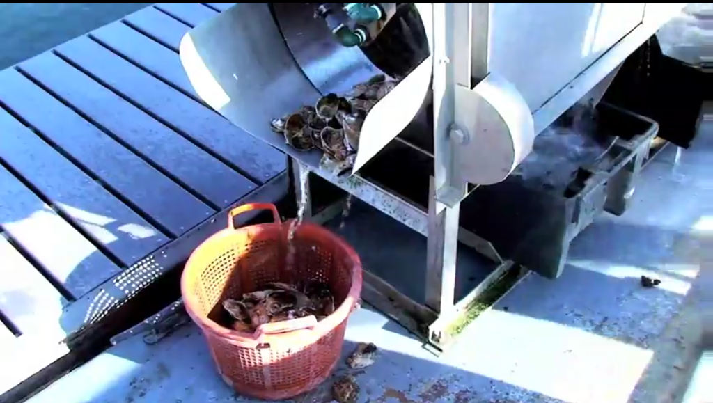 Oysters being tumbled and sorted in shellfish tumbler